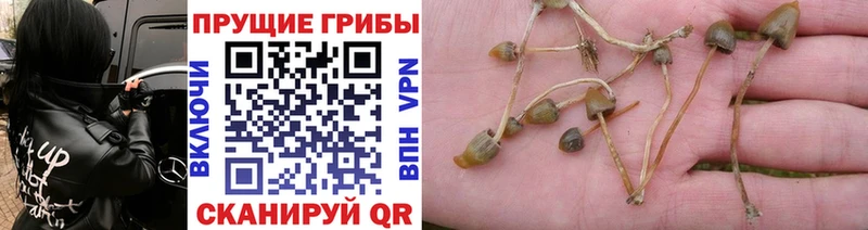 что такое   Красновишерск  Галлюциногенные грибы Magic Shrooms 